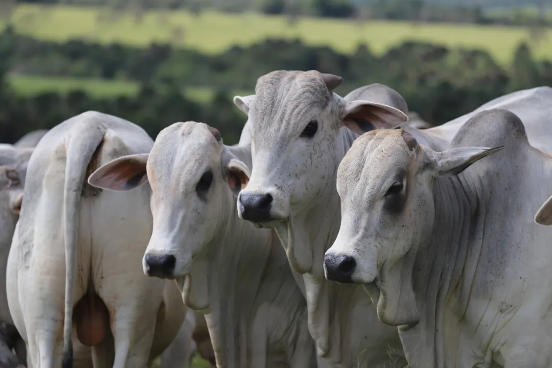 Palestra no Pavilhão Smart Agro abordará os impactos da tristeza parasitária na pecuária
