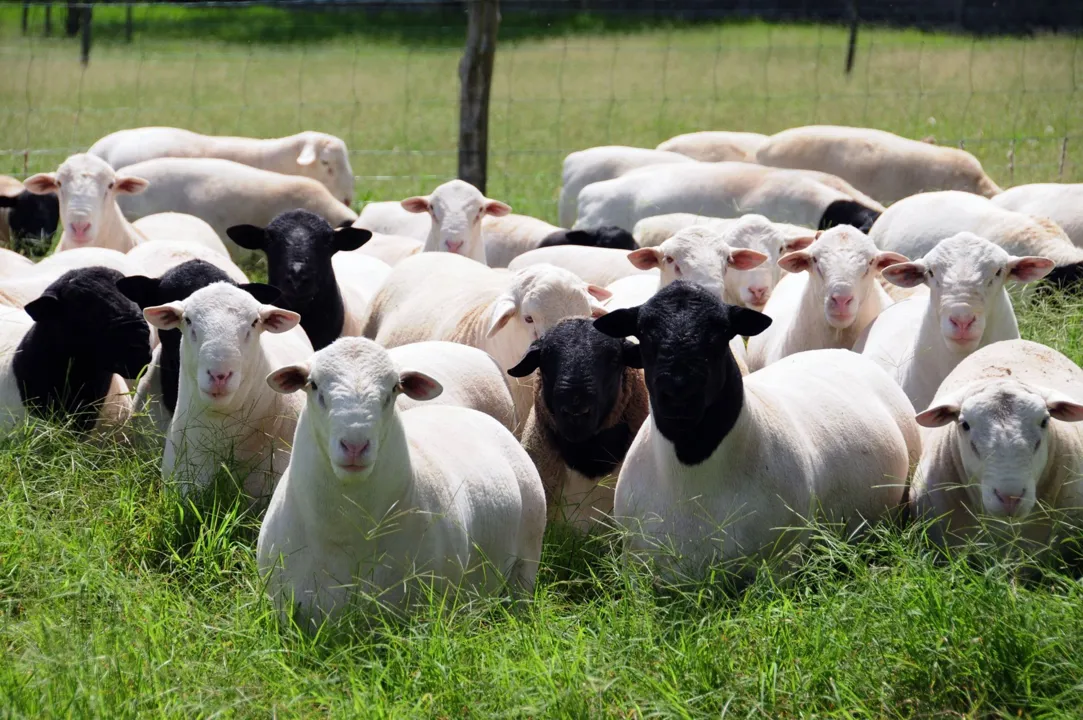 Do campo ao mercado: ovinocultura de corte será tema de encontro no Pavilhão Smart Agro