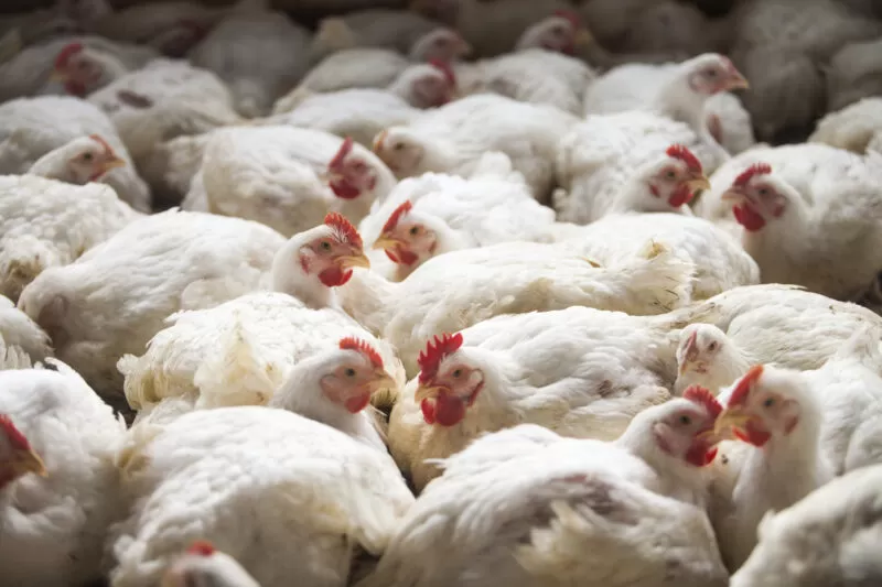 Encontro de Avicultura debate desafios sanitários e uso de tecnologia no Pavilhão Smart Agro