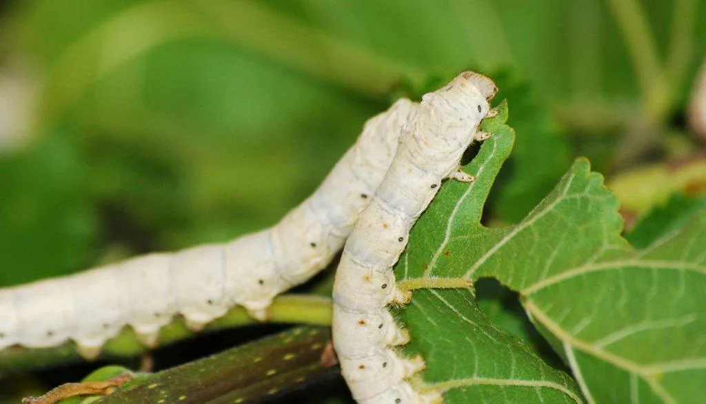 Sericicultura 4.0 no Pavilhão Smart Agro mostra nova geração transformando a produção de seda no campo